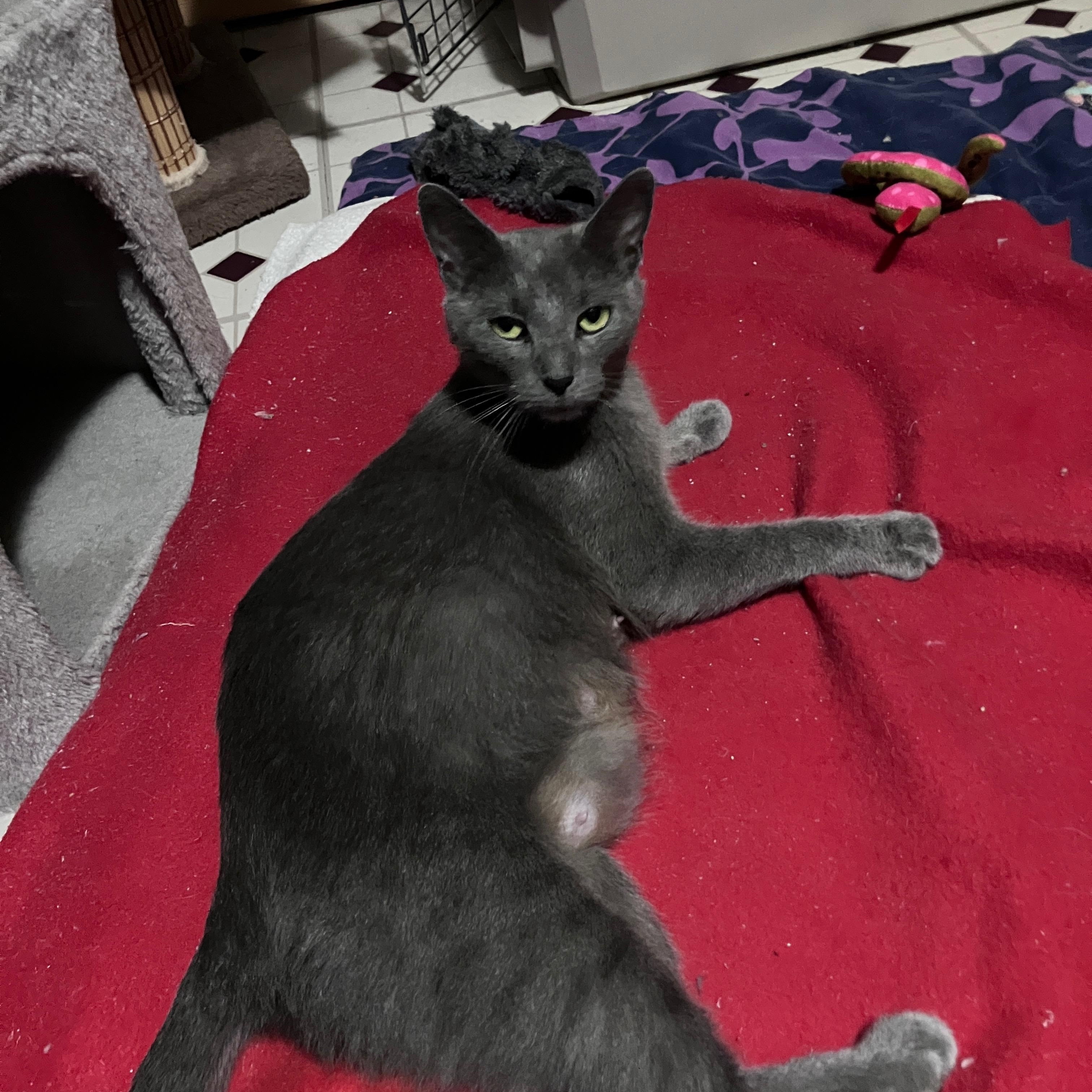 Sweet Pea, Adoptable, Adult Female Domestic Short Hair.