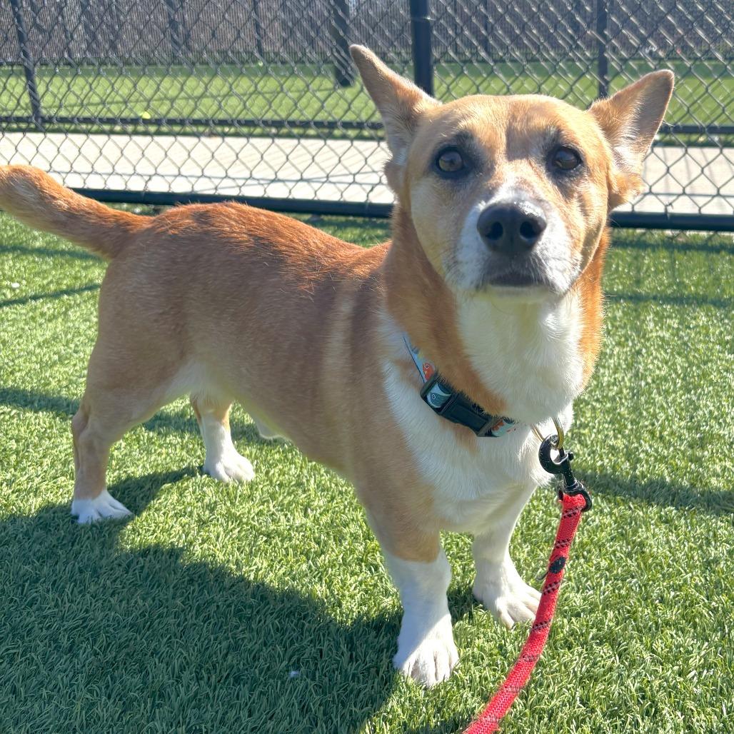 Lorcan, Adoptable, Adult Male Corgi & Mixed Breed.