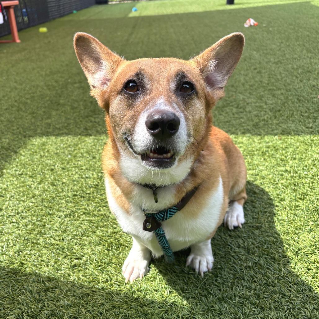 Lorcan, a Adoptable mixed breed in Washington Township, OH image 2/6