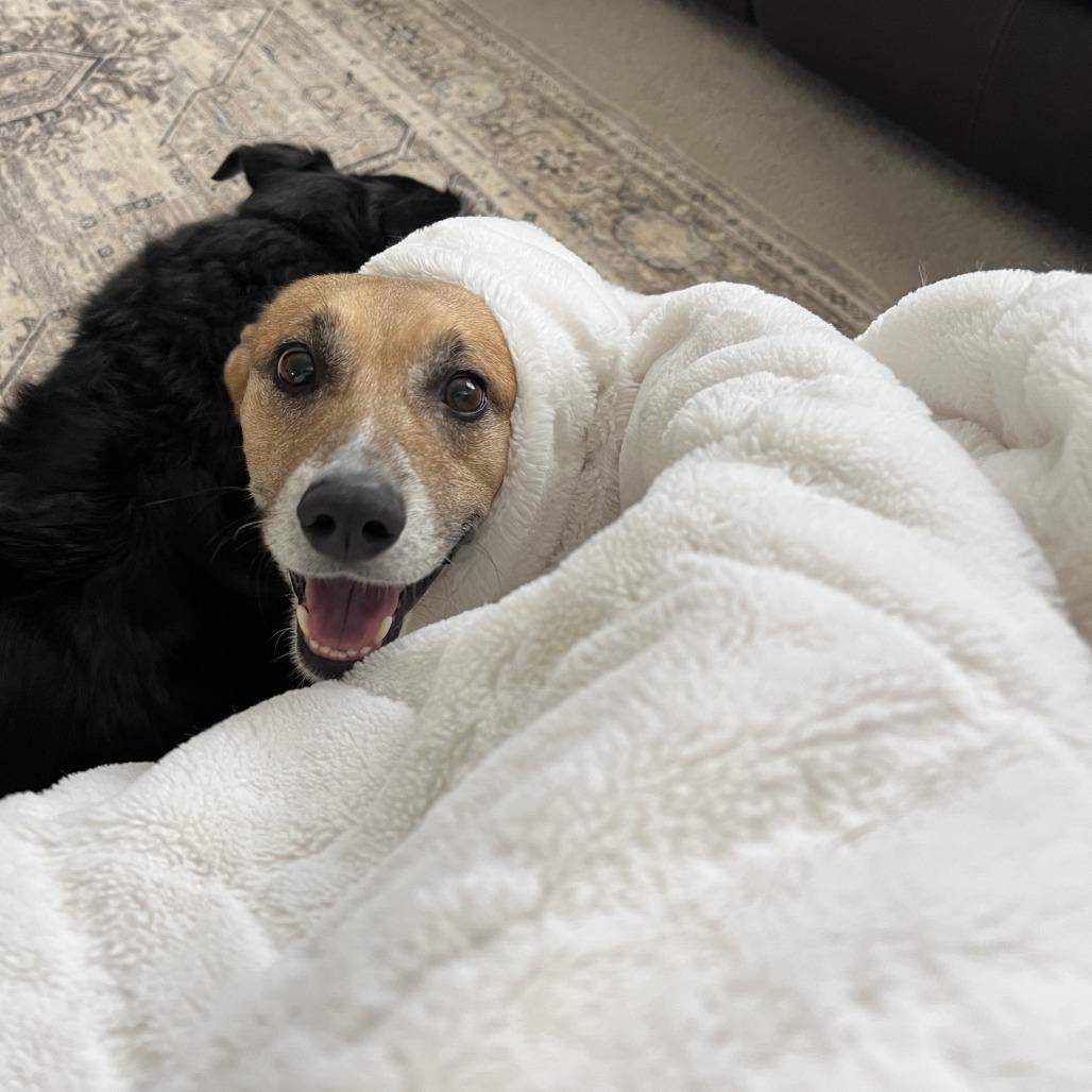 Lorcan, a Adoptable mixed breed in Washington Township, OH image 3/6