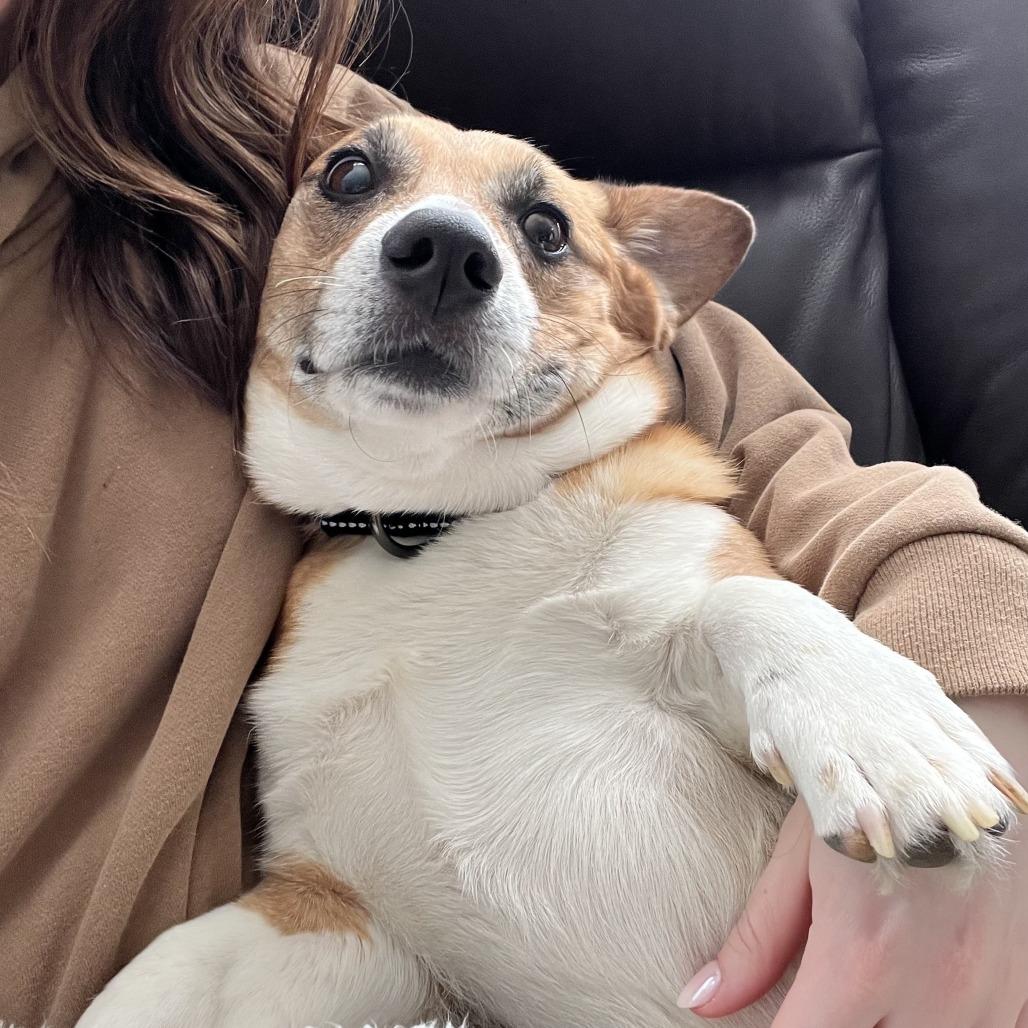 Lorcan, a Adoptable mixed breed in Washington Township, OH image 4/6