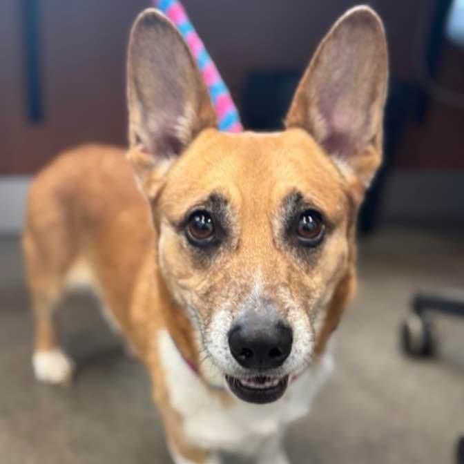 Lorcan, a Adoptable mixed breed in Washington Township, OH image 5/6