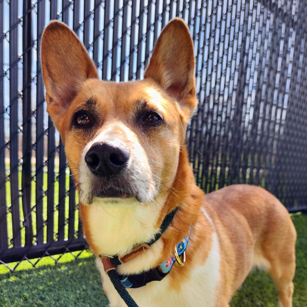 Lorcan, a Adoptable mixed breed in Washington Township, OH image 6/6