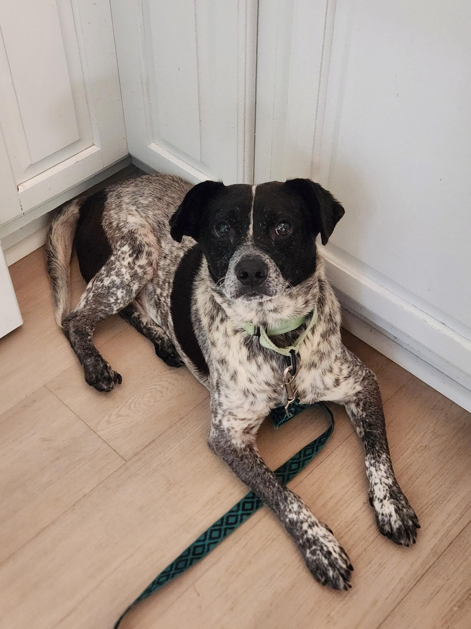 Chazuwick in NH. Come Meet our Adoptable Dogs Wednesday-Saturday. More info in Bio, an adoptable mixed breed in Manchester, NH image 3/3