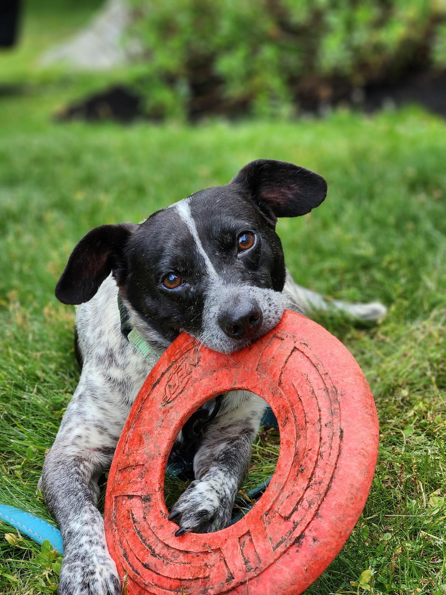 Chazuwick in NH. Come Meet our Adoptable Dogs Wednesday-Saturday. More info in Bio, adoptable, Adult Male Cattle Dog.