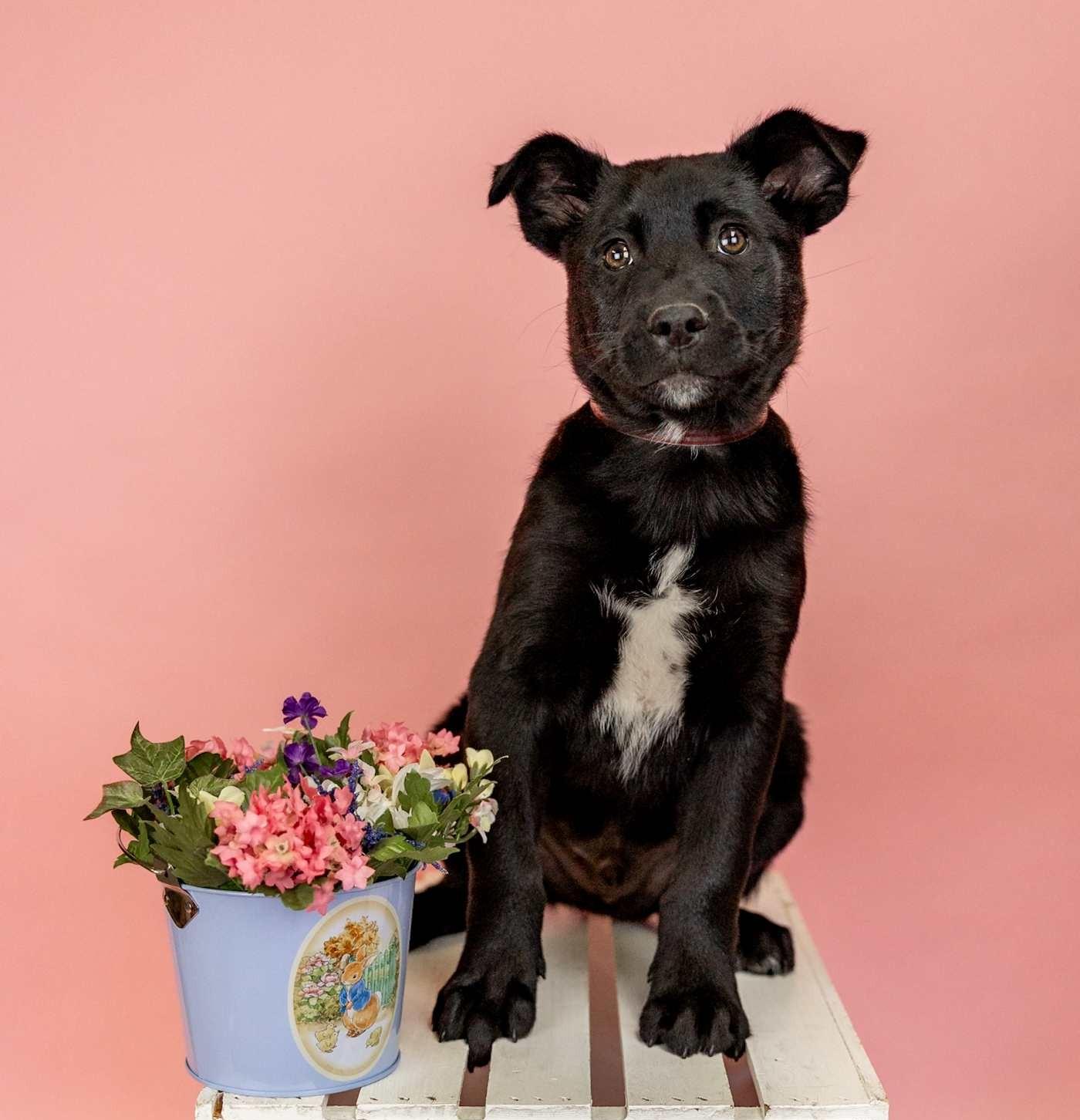 250-26, ADOPTABLE, Puppy Male Shepherd.