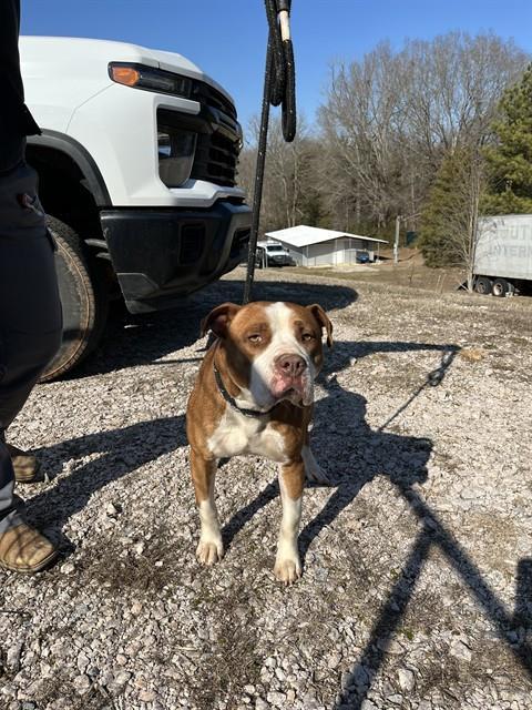 Enlarge AAYDEN, a Adoptable American Staffordshire Terrier in Chester, SC image 1/1