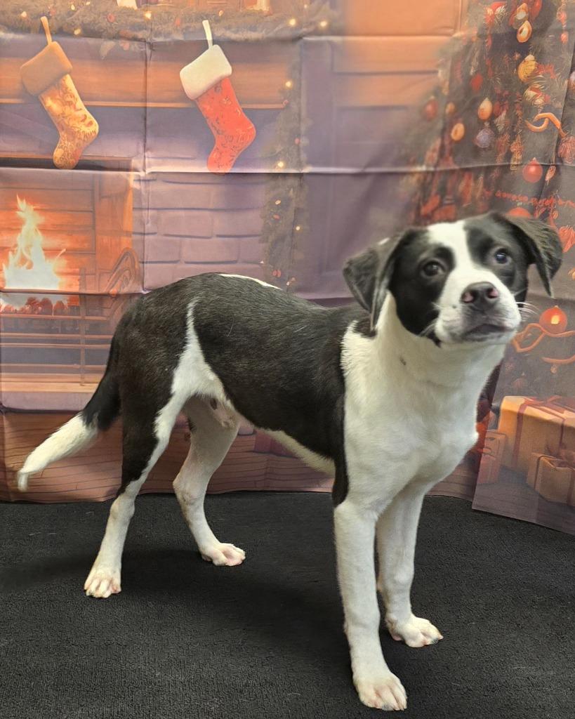 Luke, Adoptable, Young Male Terrier & Mixed Breed.