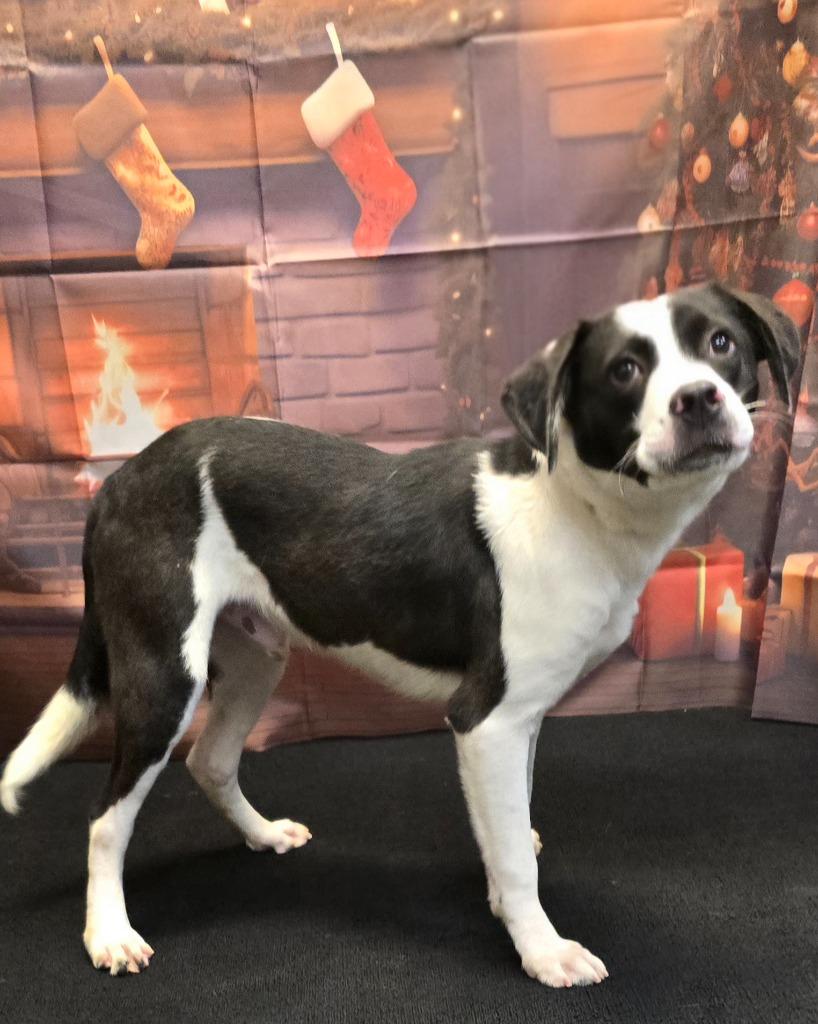 Luke, a Adoptable mixed breed in Murphysboro, IL image 2/6