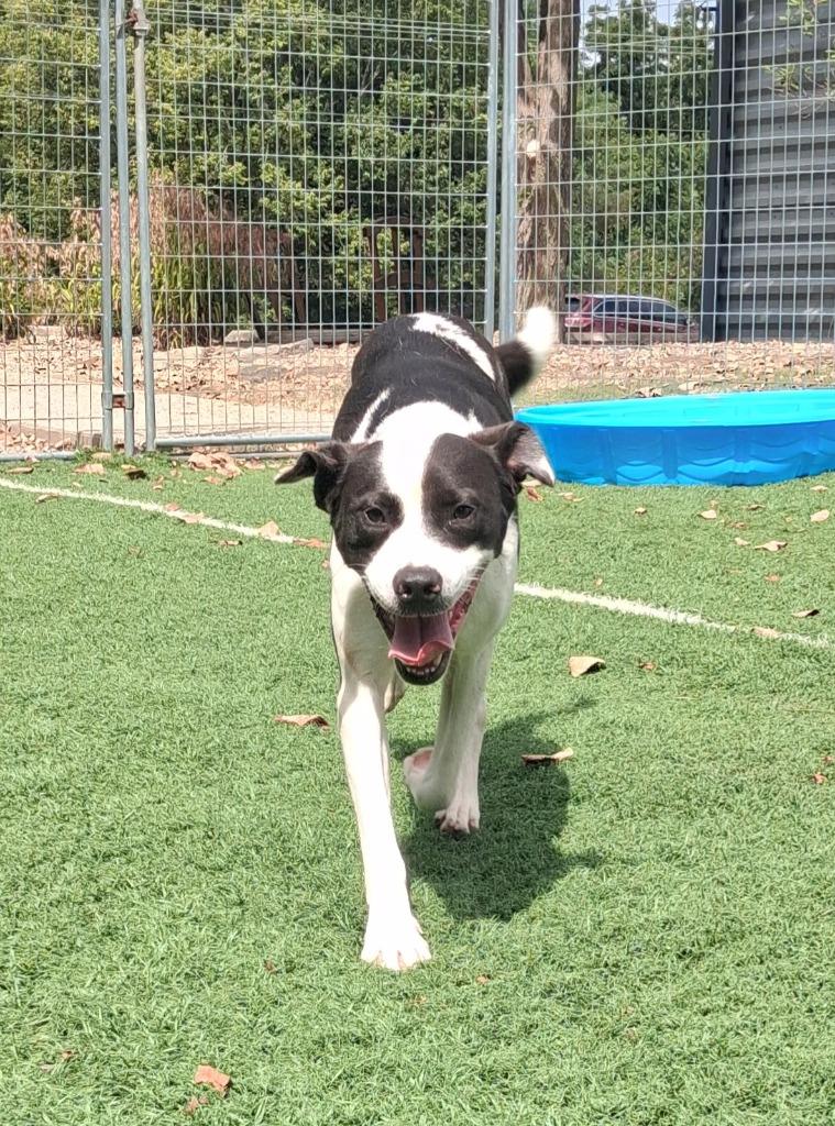 Enlarge Luke, a Adoptable mixed breed in Murphysboro, IL image 4/6