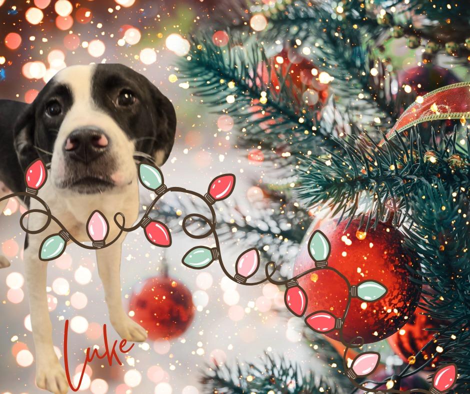 Luke, a Adoptable mixed breed in Murphysboro, IL image 3/6