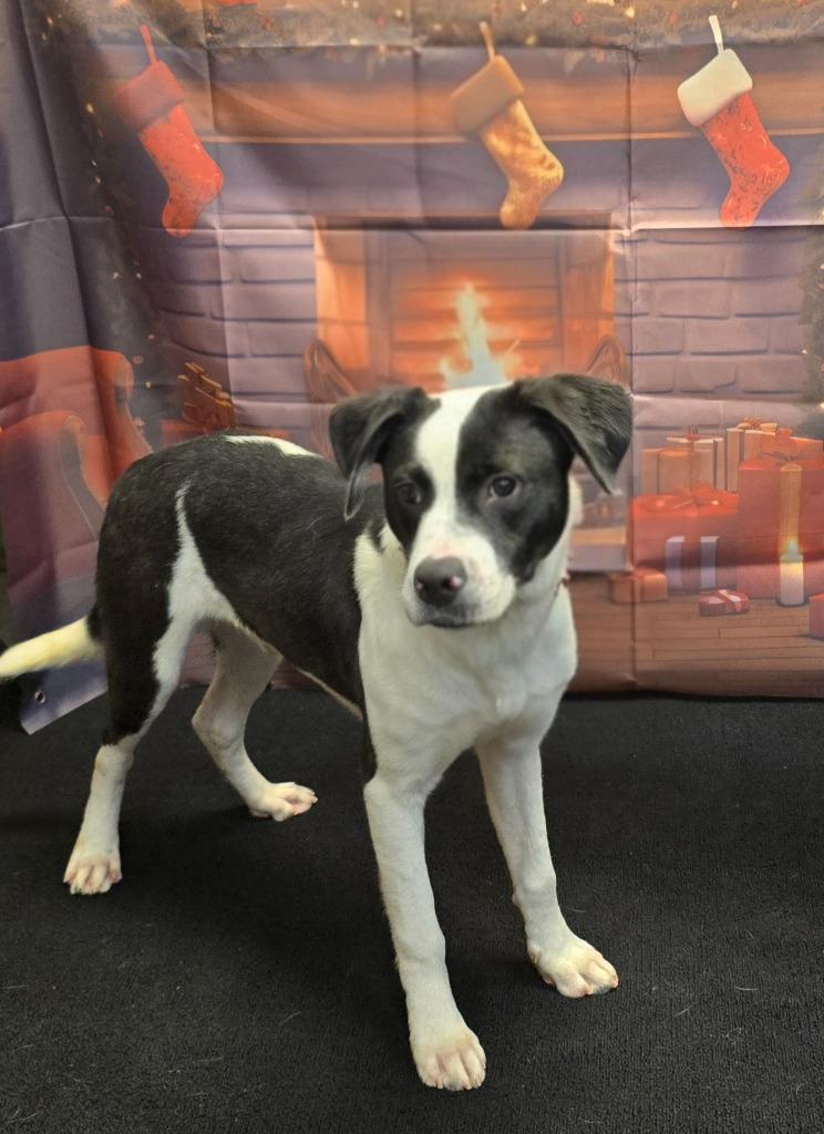 Luke, a Adoptable mixed breed in Murphysboro, IL image 5/6