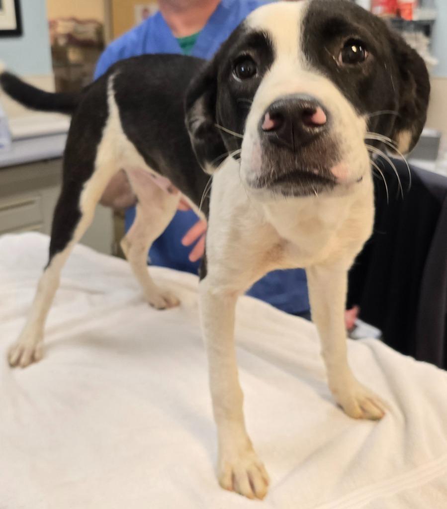 Luke, a Adoptable mixed breed in Murphysboro, IL image 5/6