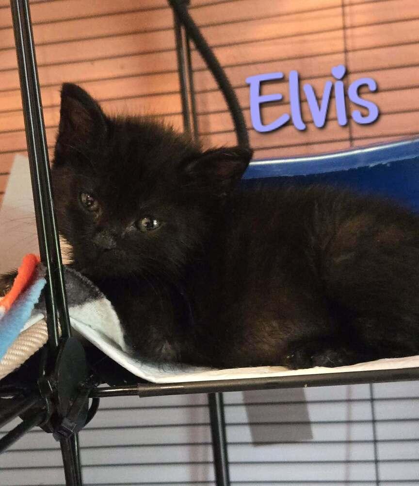 Enlarge Elvis, a Adoptable Domestic Short Hair in Bossier City, LA image 1/1