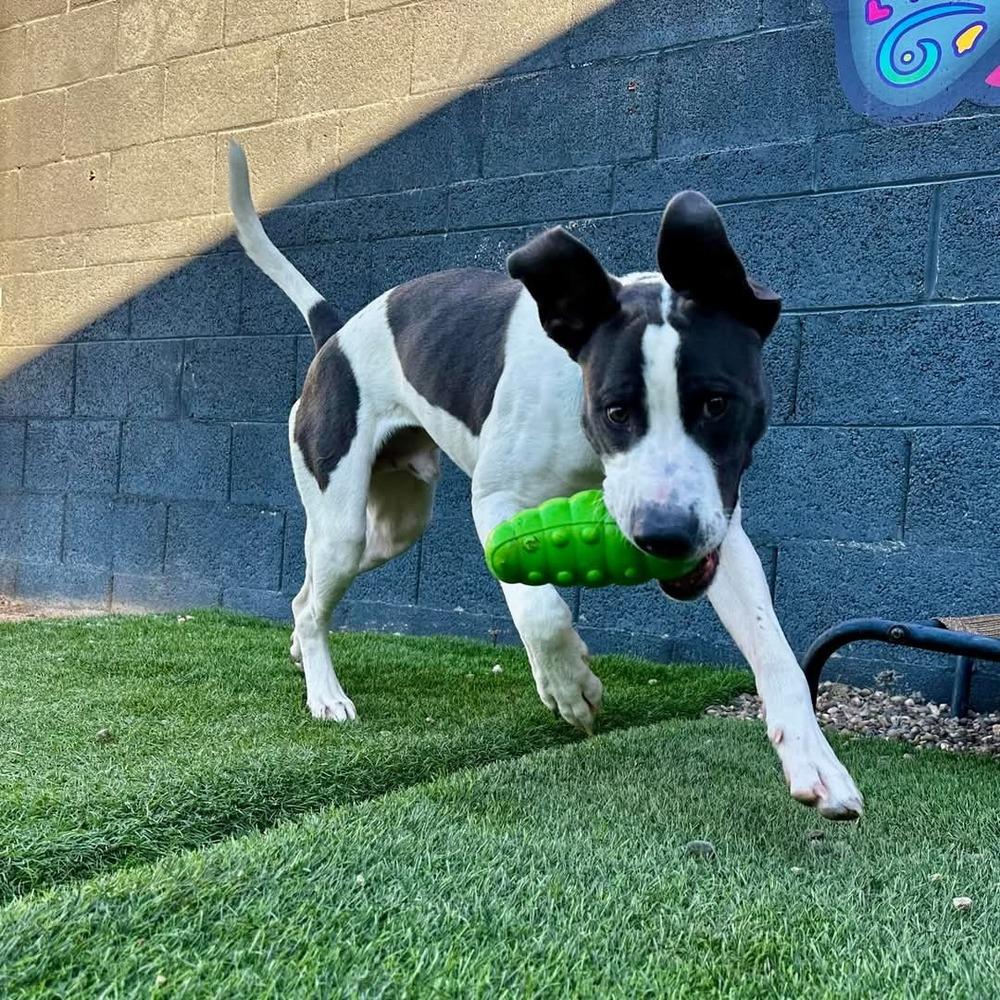 Enlarge Jefferson, a Adoptable mixed breed in Phoenix, AZ image 1/6