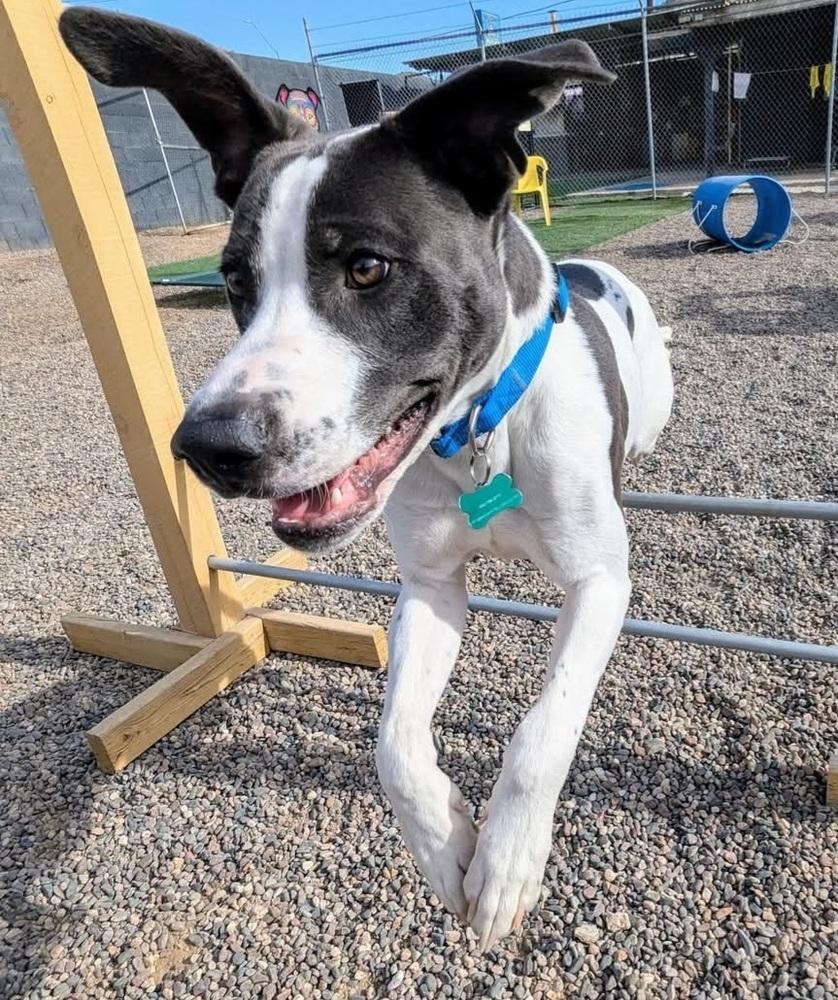 Enlarge Jefferson, a Adoptable mixed breed in Phoenix, AZ image 2/6