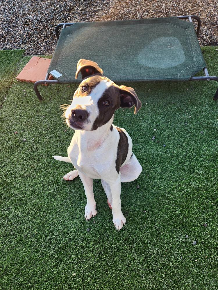 Enlarge Jefferson, a Adoptable mixed breed in Phoenix, AZ image 3/6