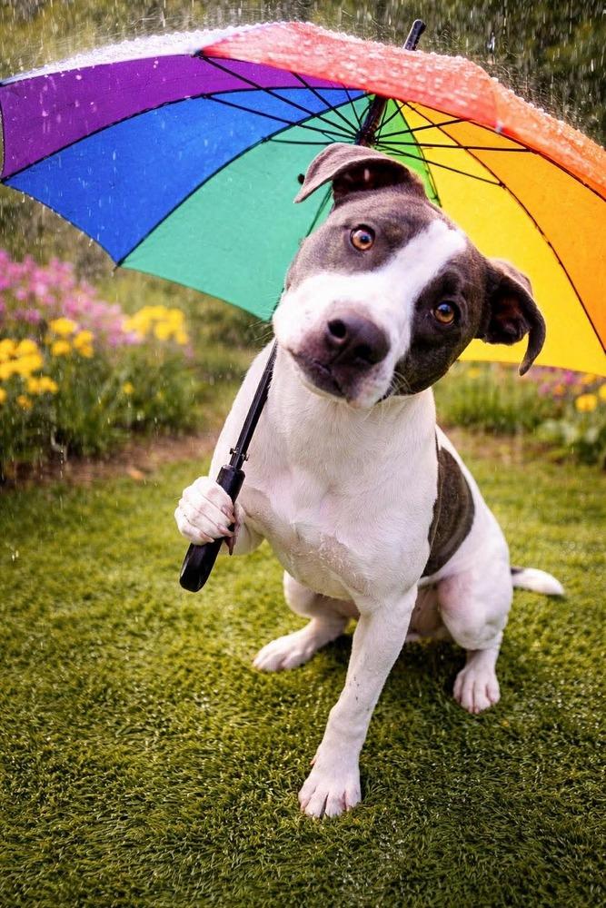 Enlarge Jefferson, a Adoptable mixed breed in Phoenix, AZ image 4/6
