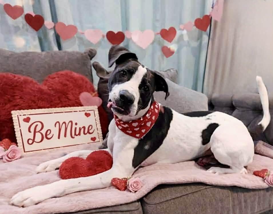 Enlarge Jefferson, a Adoptable mixed breed in Phoenix, AZ image 4/6