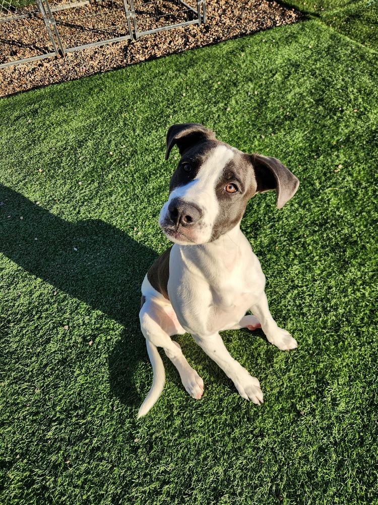 Enlarge Jefferson, a Adoptable mixed breed in Phoenix, AZ image 4/6