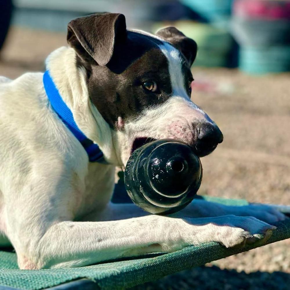 Enlarge Jefferson, a Adoptable mixed breed in Phoenix, AZ image 5/6