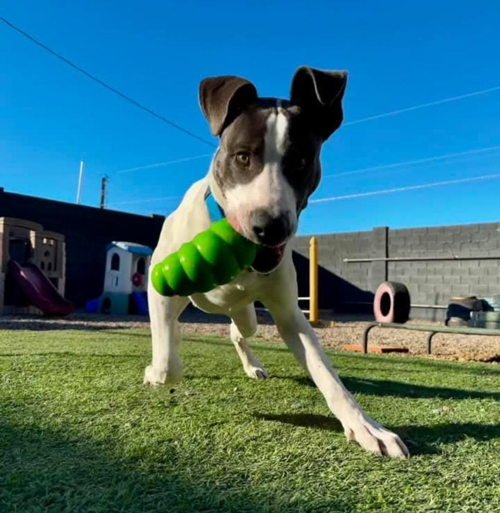 Enlarge Jefferson, a Adoptable mixed breed in Phoenix, AZ image 6/6