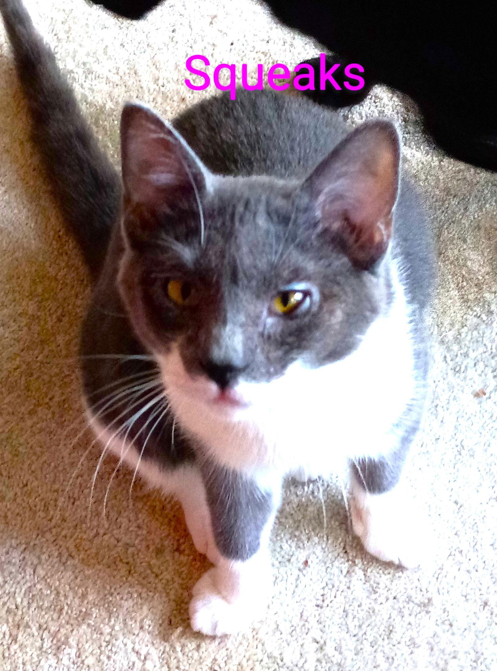 Squeaks, Adoptable, Kitten Female Domestic Short Hair.