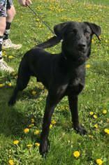 Kevin, Adoptable, Adult Male Labrador Retriever.
