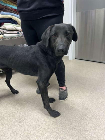 Kevin, a Adoptable Labrador Retriever in Oskaloosa, IA image 2/3