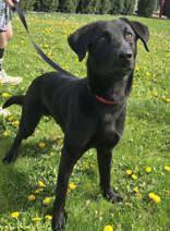 Kevin, a Adoptable Labrador Retriever in Oskaloosa, IA image 3/3