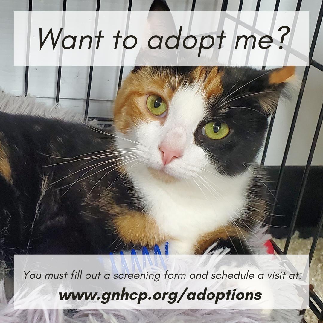 Mattea, a ADOPTABLE Domestic Short Hair in New Haven, CT image 2/2