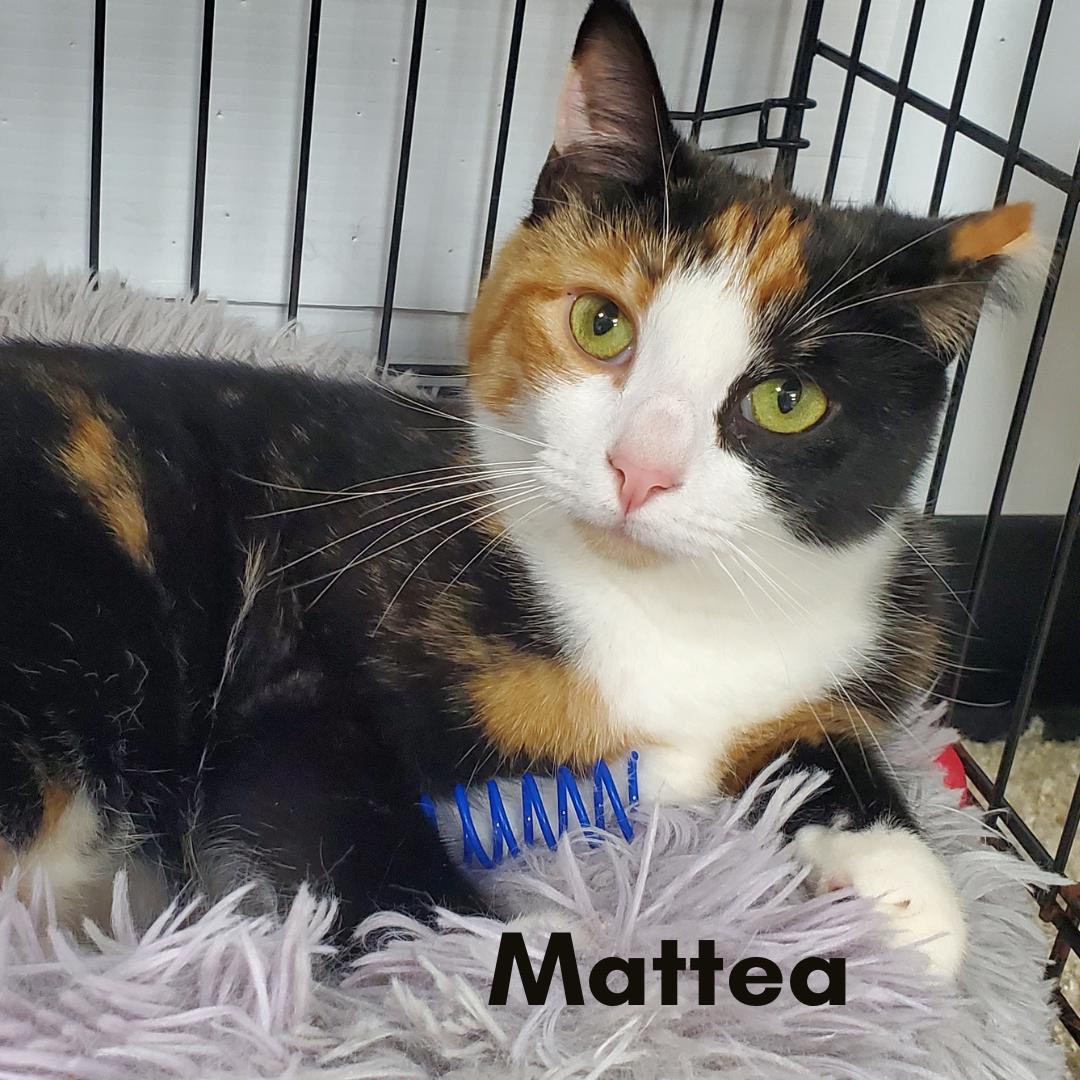 Mattea, ADOPTABLE, Young Female Domestic Short Hair.