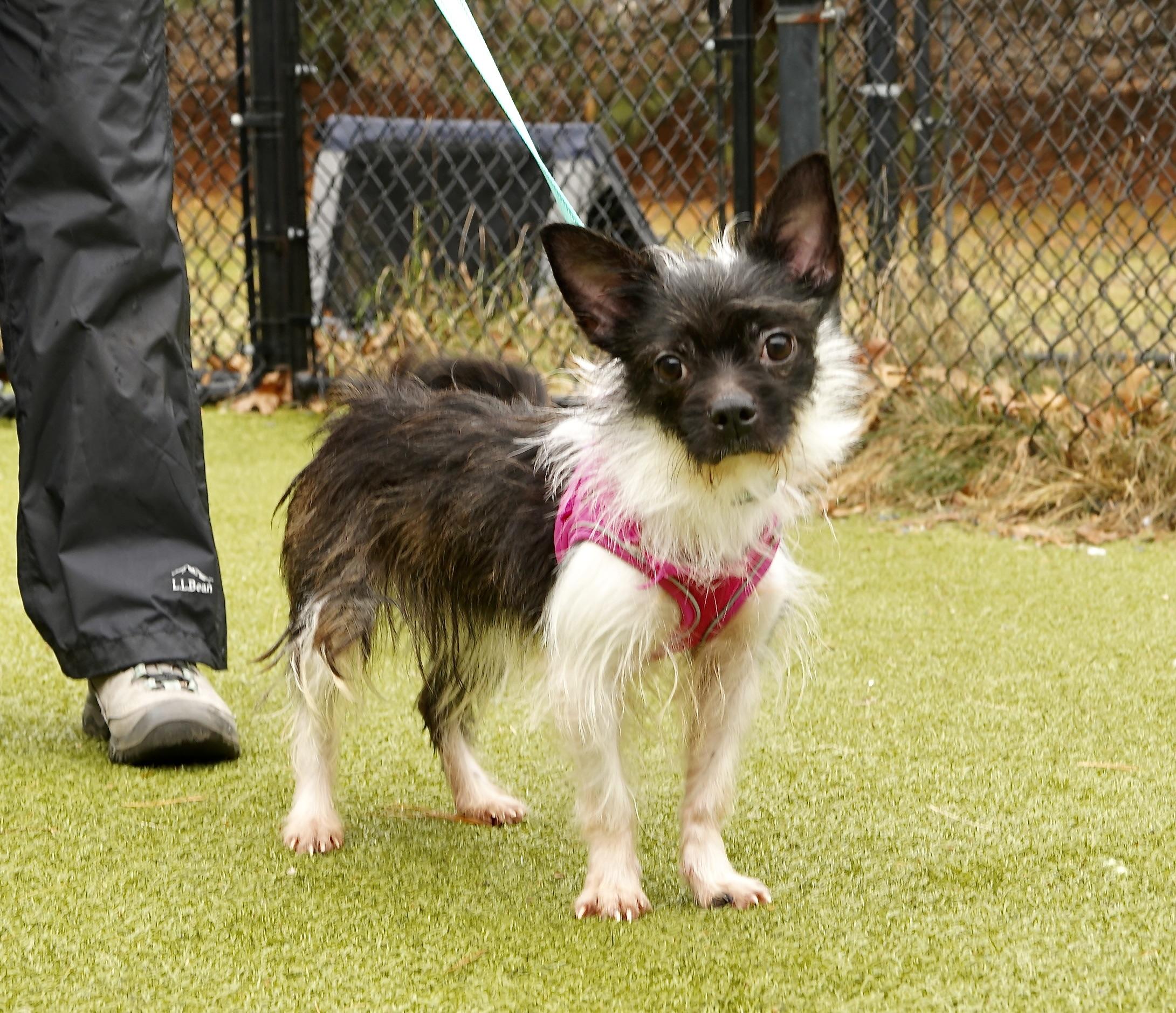 Hershey, ADOPTABLE, Young Female Mixed Breed & Chihuahua.