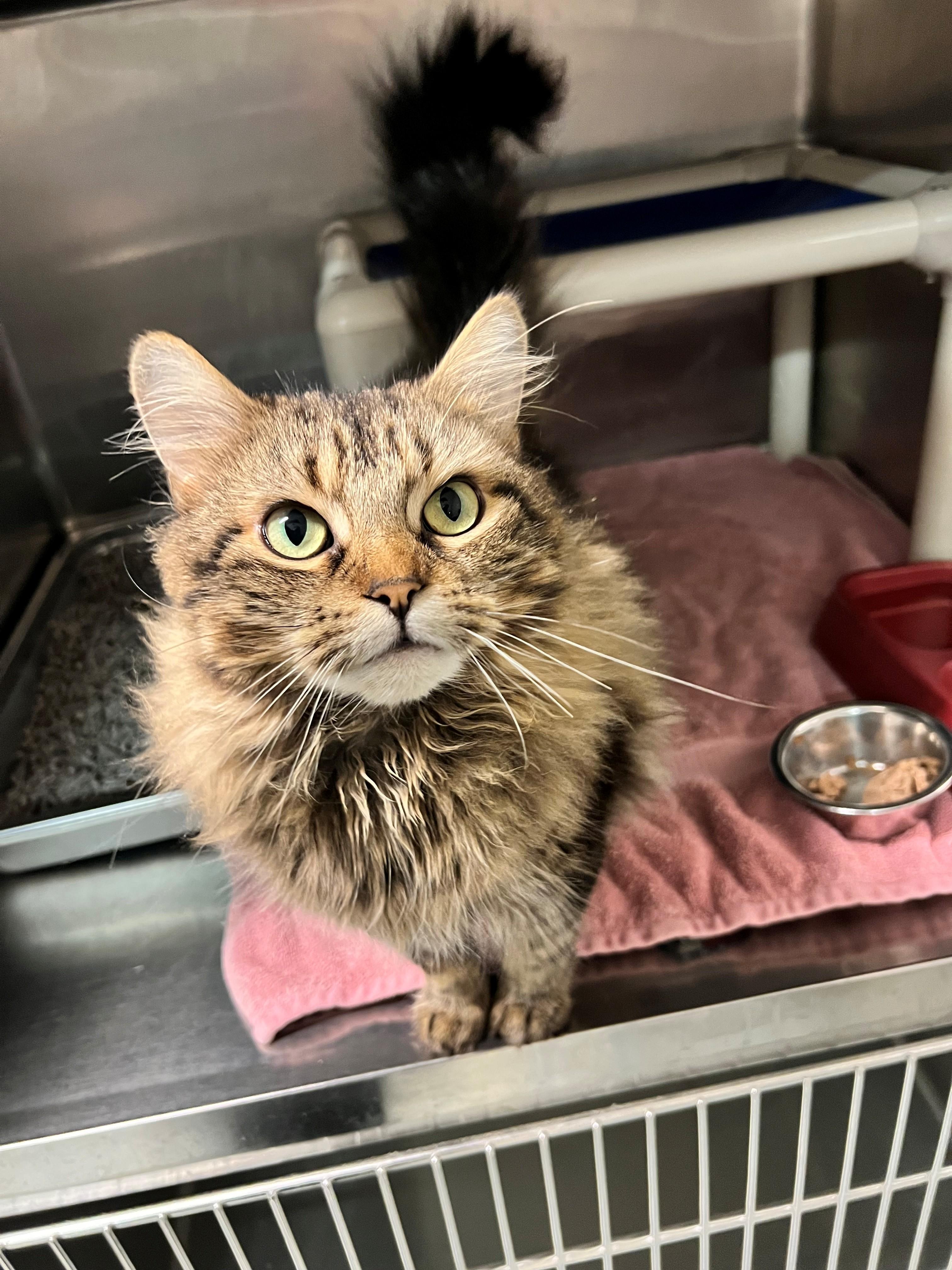 Gala CS-210/26, ADOPTABLE, Adult Female Domestic Long Hair.