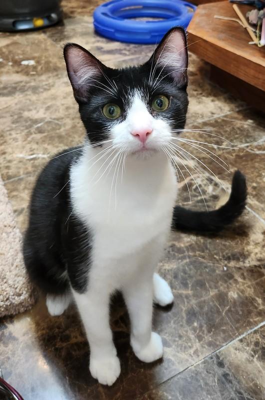 Hercules, Adoptable, Young Male Domestic Short Hair.