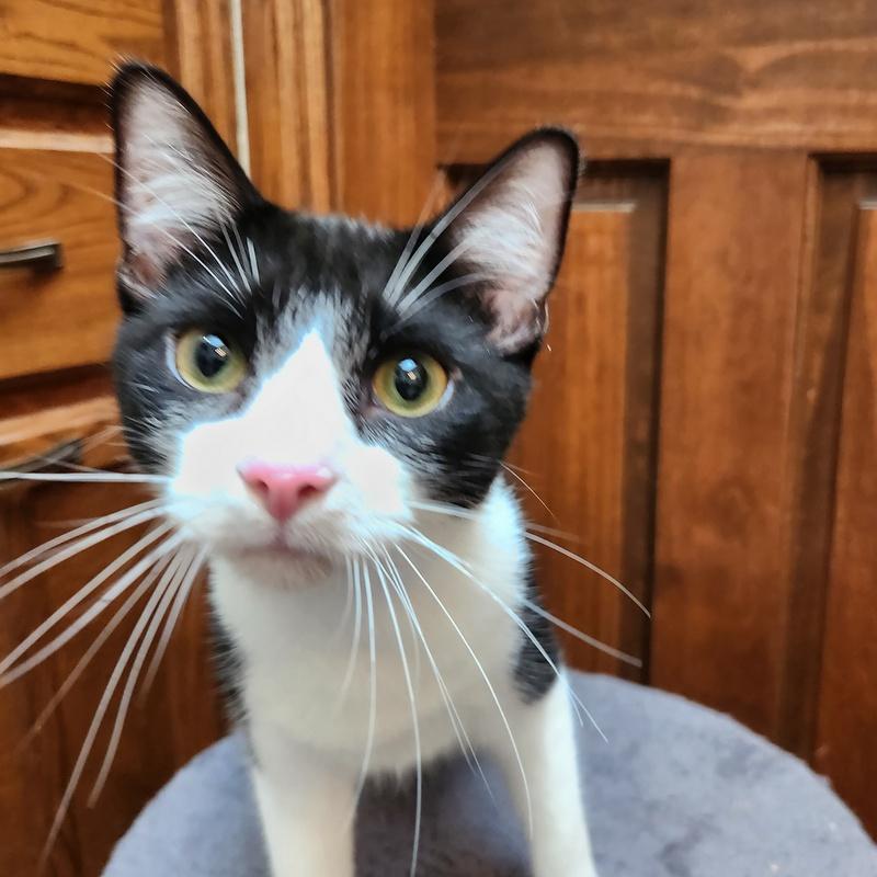 Enlarge Hercules, a Adoptable mixed breed in Oklahoma City, OK image 2/6