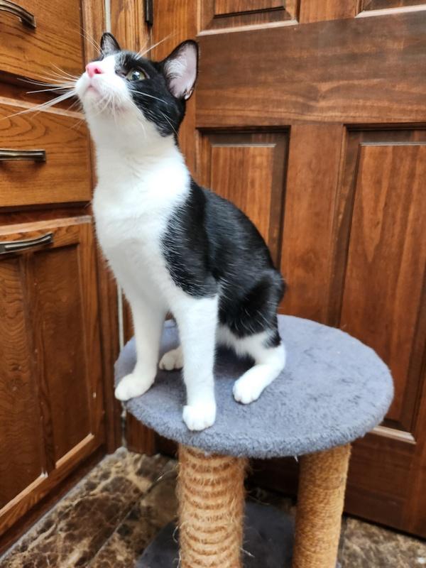 Enlarge Hercules, a Adoptable mixed breed in Oklahoma City, OK image 3/6