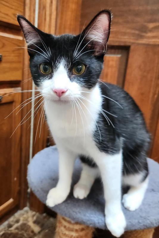 Enlarge Hercules, a Adoptable mixed breed in Oklahoma City, OK image 4/6