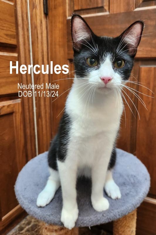Enlarge Hercules, a Adoptable mixed breed in Oklahoma City, OK image 5/6