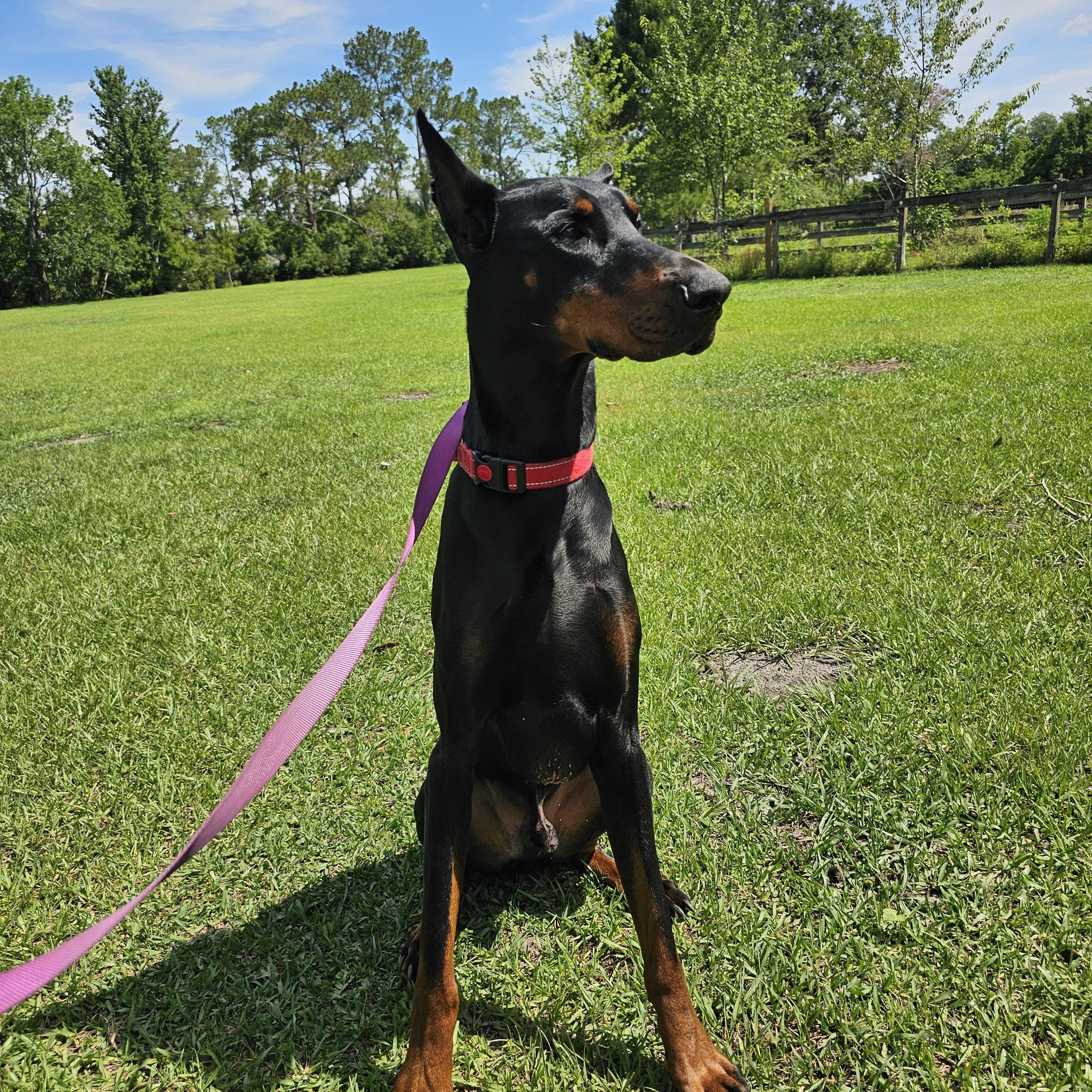 BACKUP, a Adopted Doberman Pinscher in Jacksonville, FL image 5/5