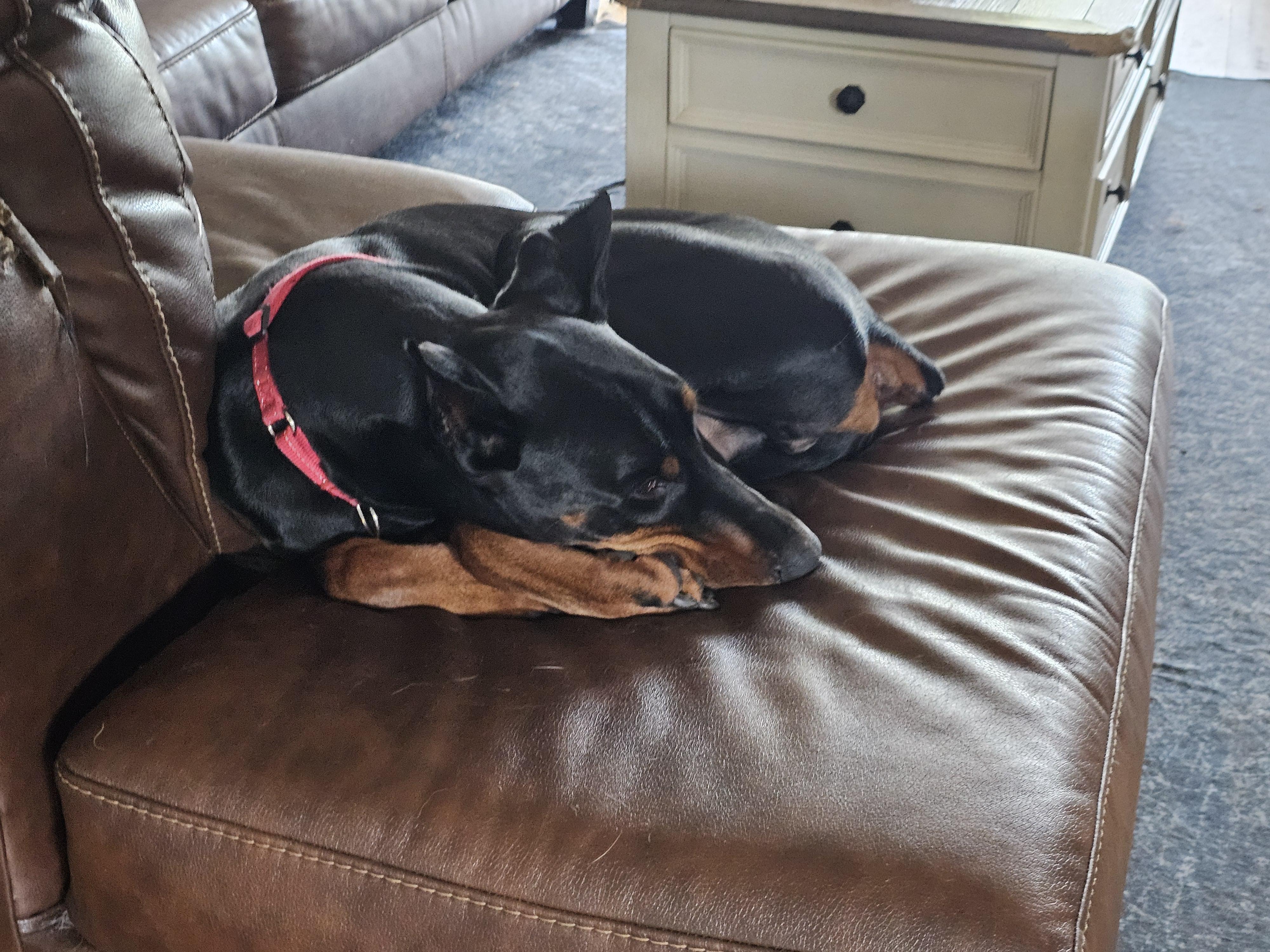 BACKUP, a Adopted Doberman Pinscher in Jacksonville, FL image 4/5