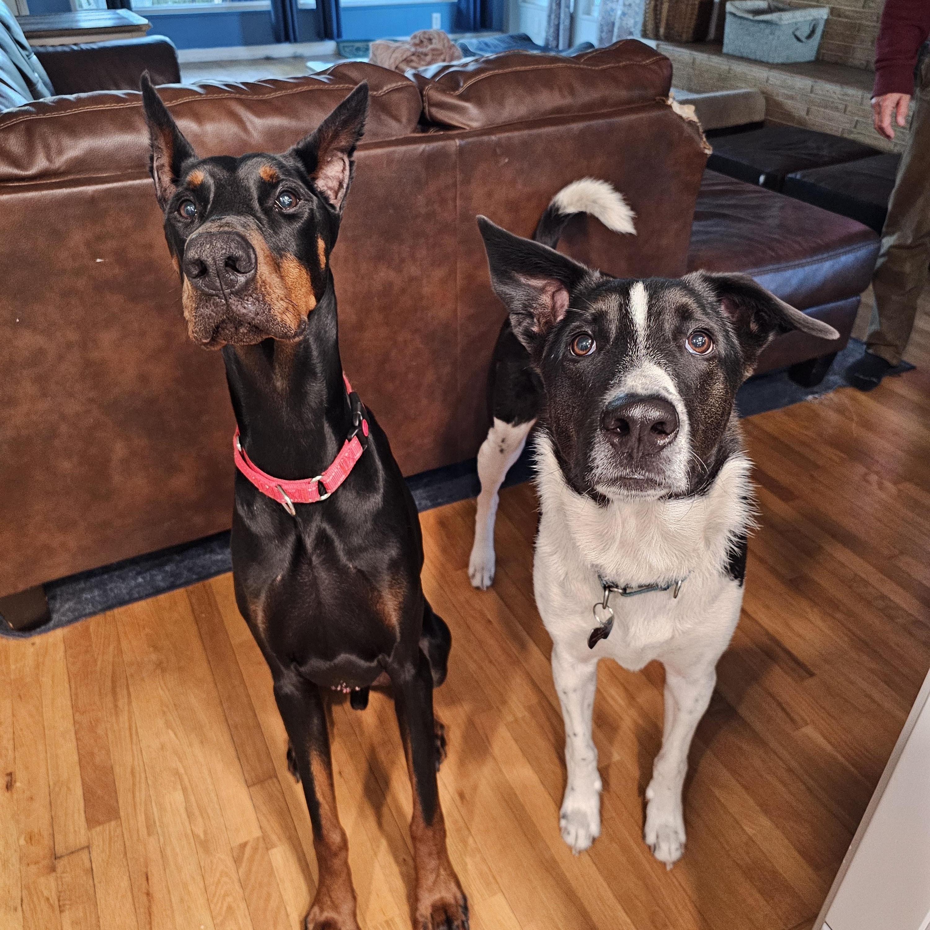 BACKUP, a Adopted Doberman Pinscher in Jacksonville, FL image 2/5