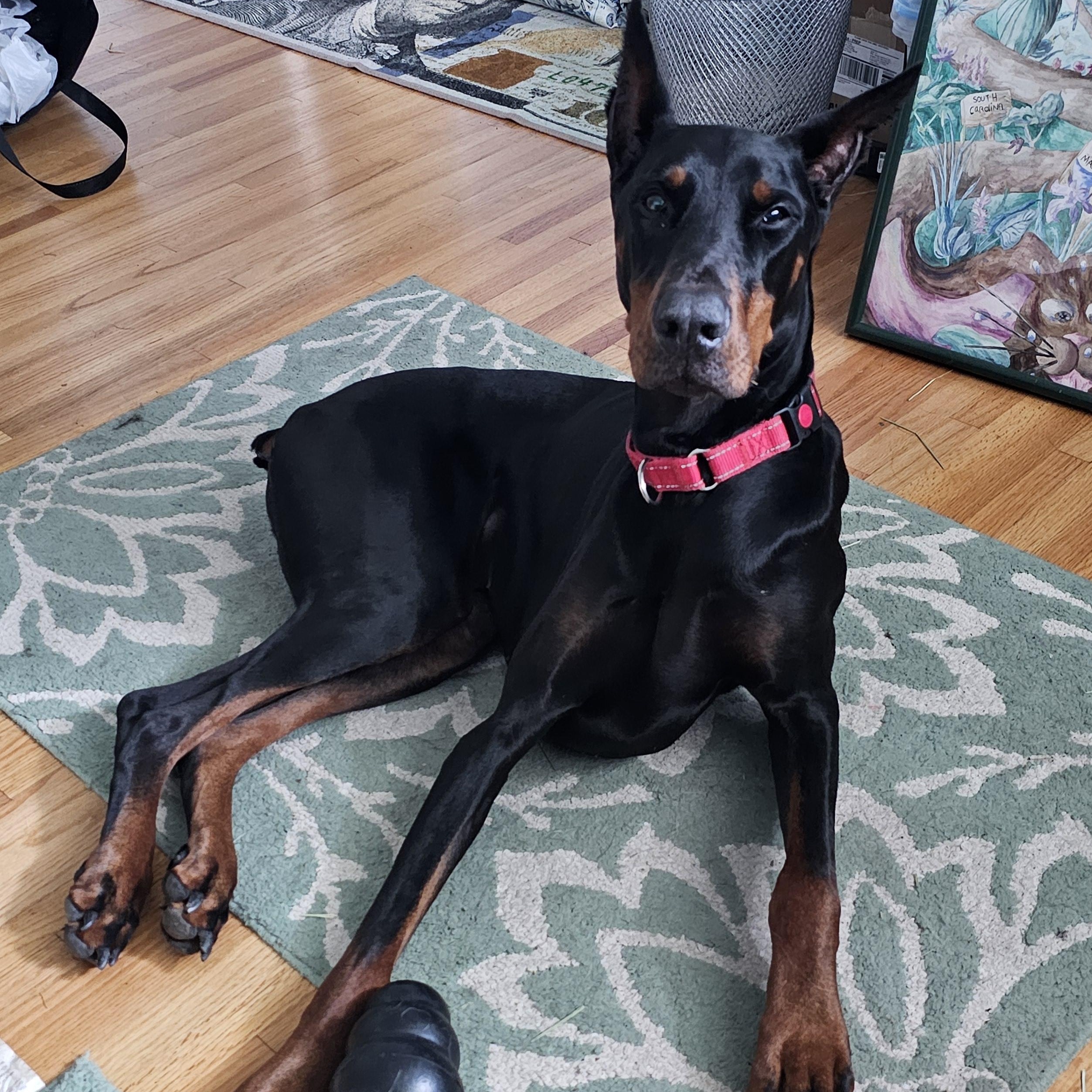 BACKUP, a Adopted Doberman Pinscher in Jacksonville, FL image 1/5