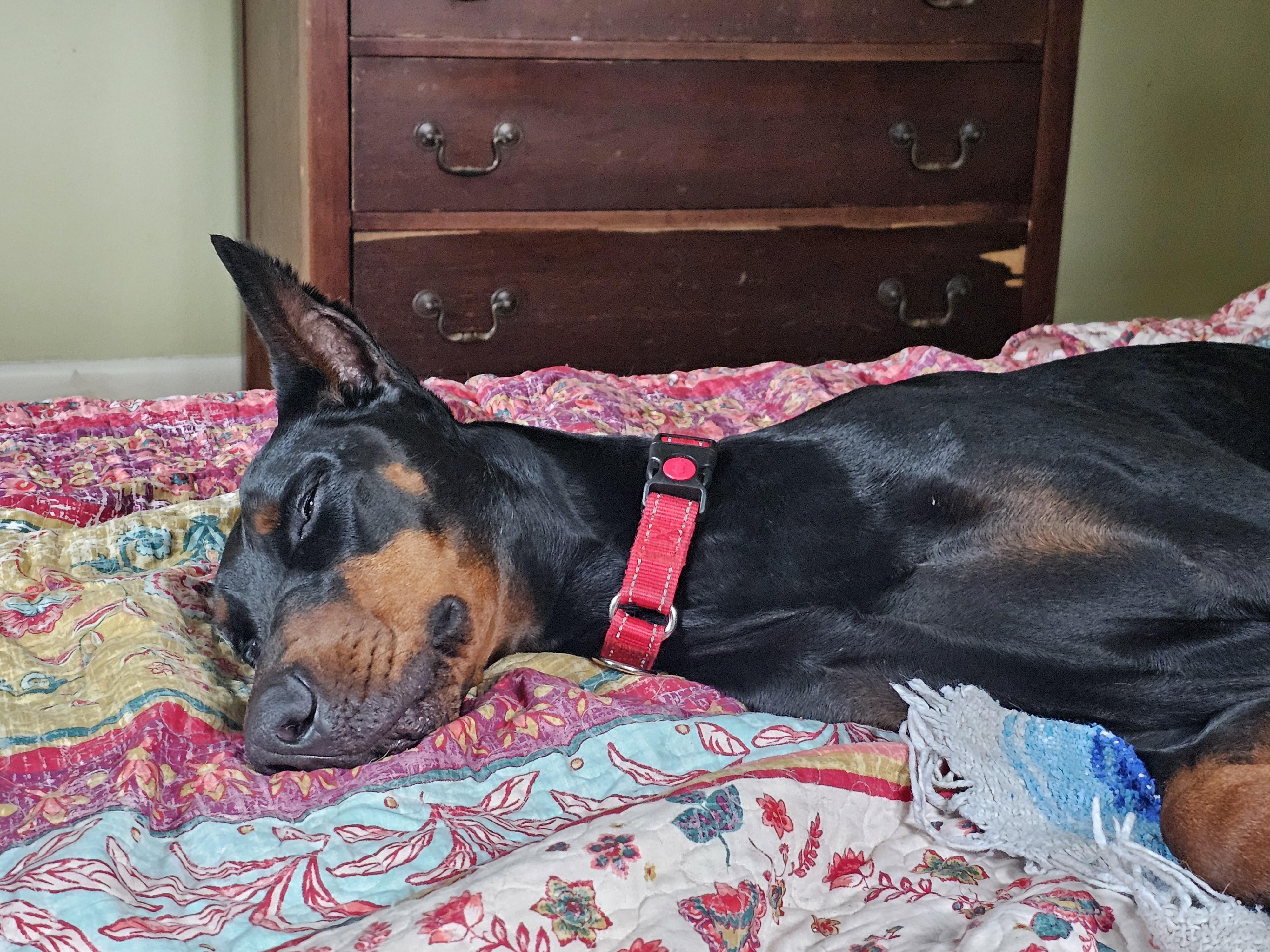 BACKUP, a Adopted Doberman Pinscher in Jacksonville, FL image 3/5
