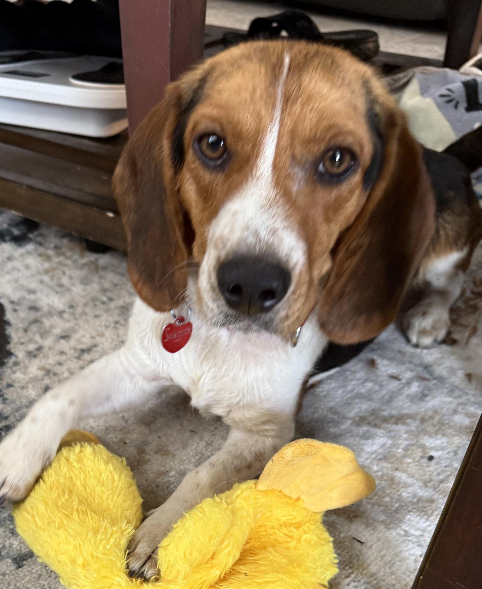 Swagger II, Adoptable, Young Male Beagle.