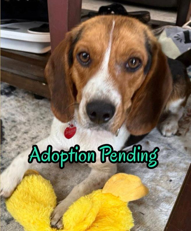Enlarge Swagger II, a Adoptable Beagle in Dunnellon, FL image 2/3