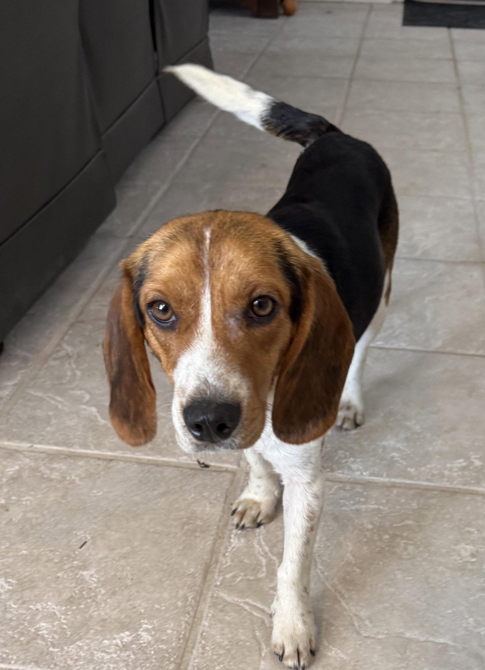 Enlarge Swagger II, a Adoptable Beagle in Dunnellon, FL image 3/3
