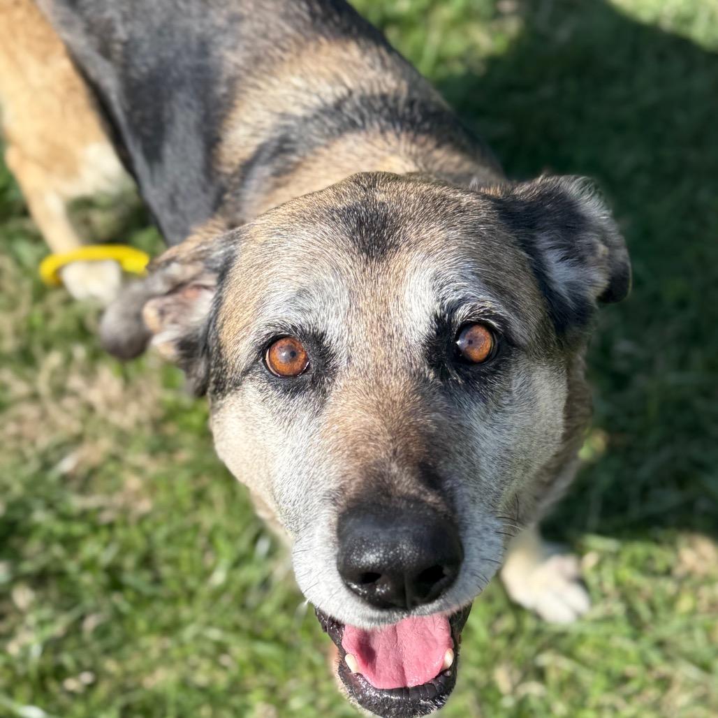 Enlarge Silver Bell, a Adoptable Mixed Breed in Jeffersonville, IN image 1/4