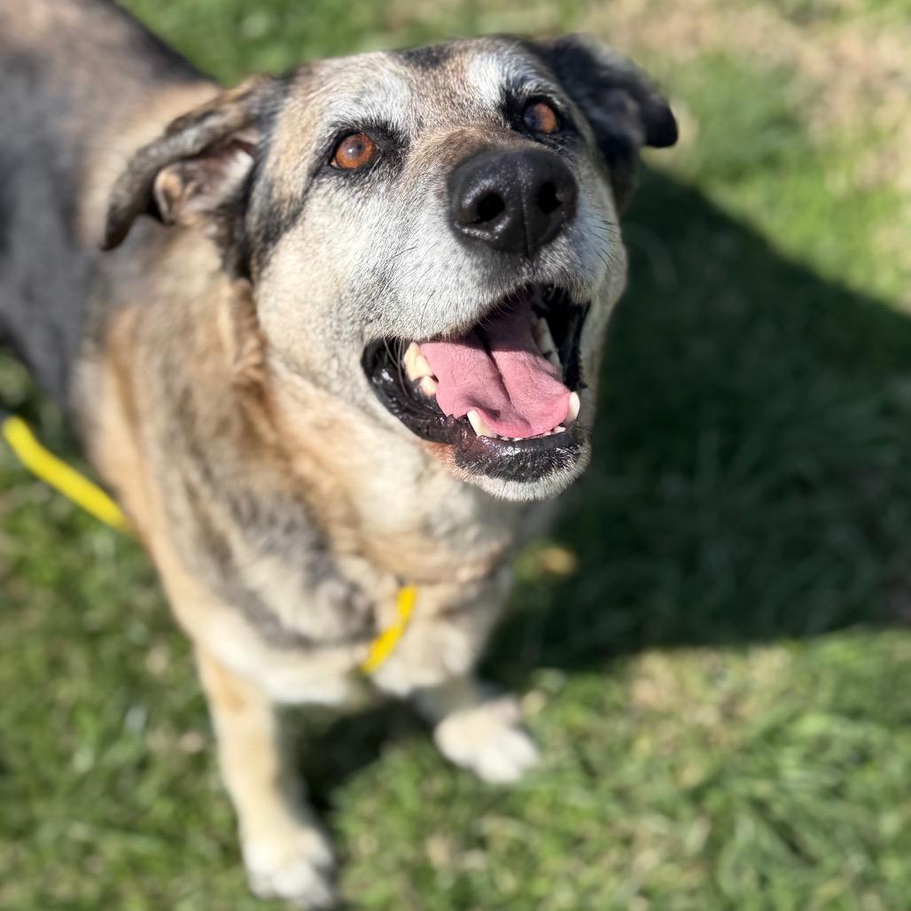 Enlarge Silver Bell, a Adoptable Mixed Breed in Jeffersonville, IN image 2/4