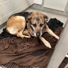 Enlarge Silver Bell, a Adoptable Mixed Breed in Jeffersonville, IN image 3/4